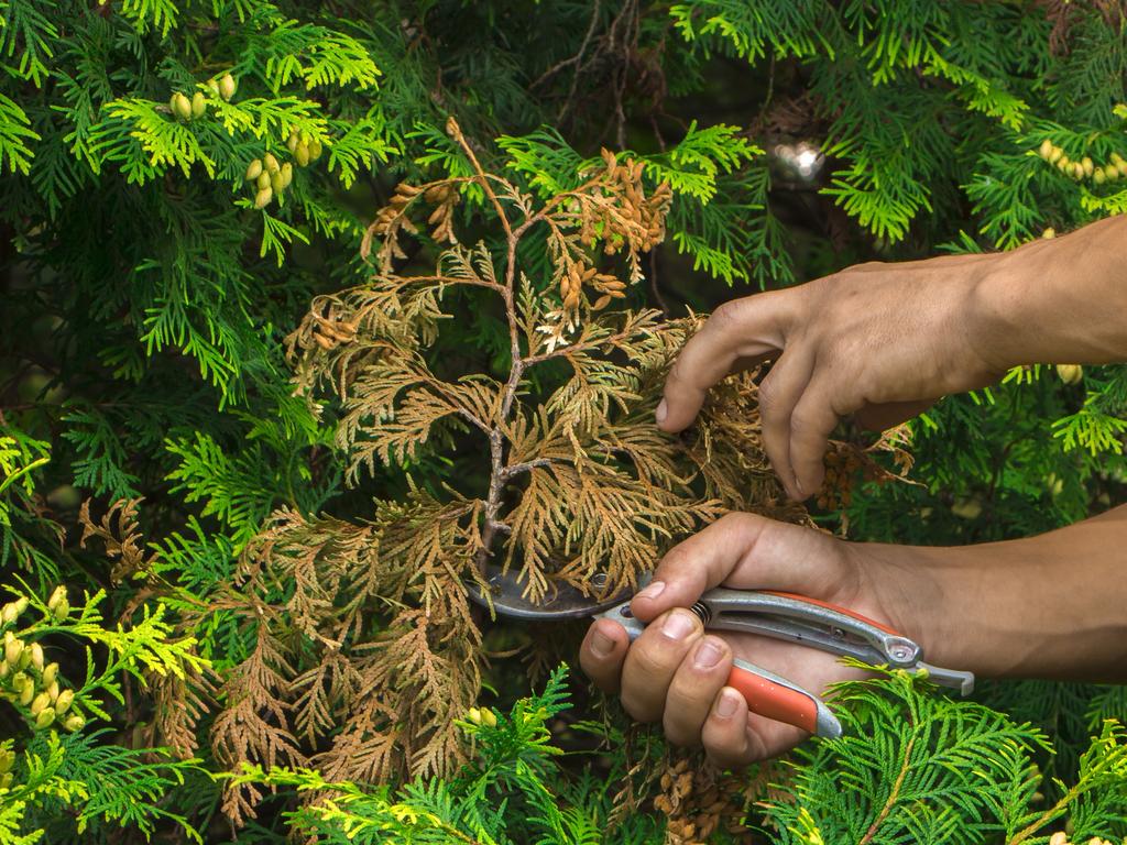 Pruning the garden with a gardener, removing unnecessary branches