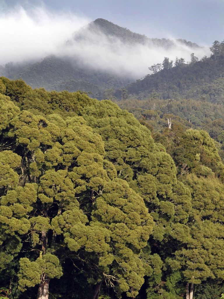 Home is where the heart is. Tarkine Wilderness Lodge at Meunna